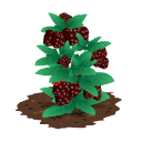 Blackberry last