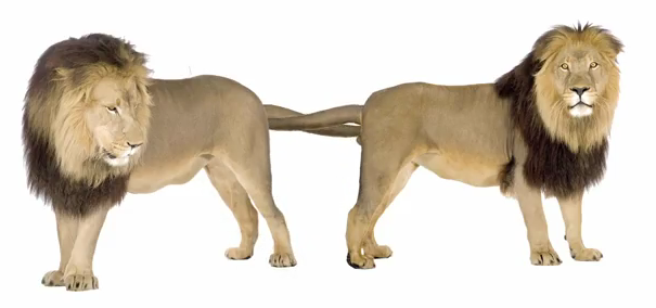 File:Lion Friends.PNG