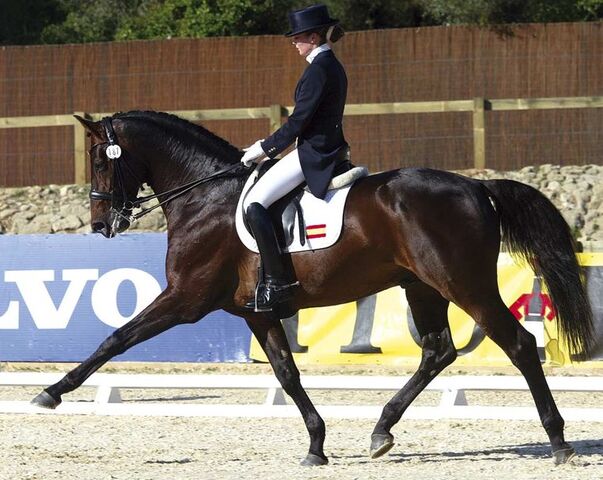 Plik:1124651 dressage p.jpg