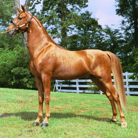 Plik:American Saddlebred.jpg