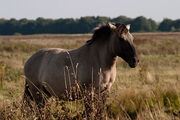 375px-Konik polski.jpg