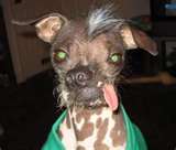 UglyDog