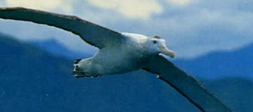 Bestand:Albatros.png