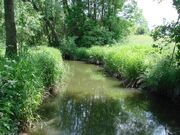 Kurówka