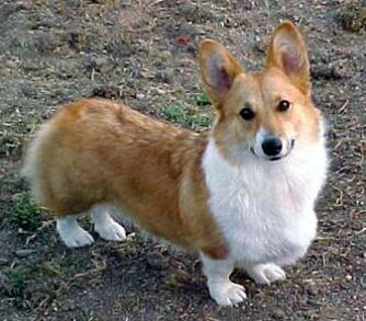 Pembroke welsh corgi