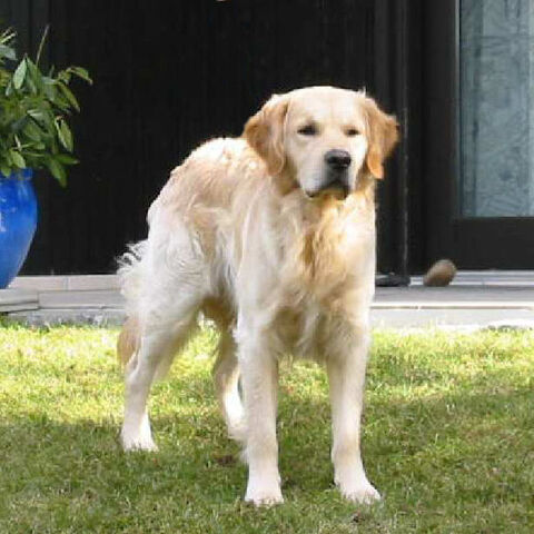 Fájl:Golden retriever.jpg
