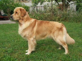 Arany retriever