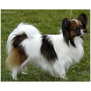 Papillon