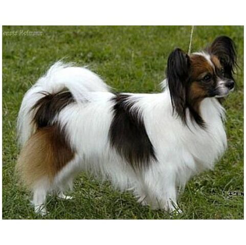 Fájl:Papillon.jpg