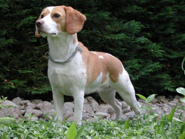 Fájl:Beagle 2..jpg