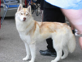 Husky.jpg