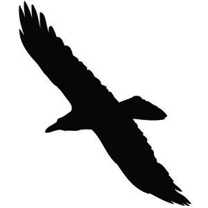 Raven-soaring