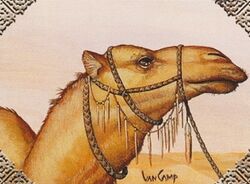 Camel