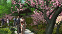 Cherry Blossom Festival 3