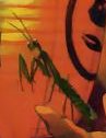 Mantises