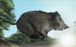 Boar 2