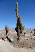 Cactus