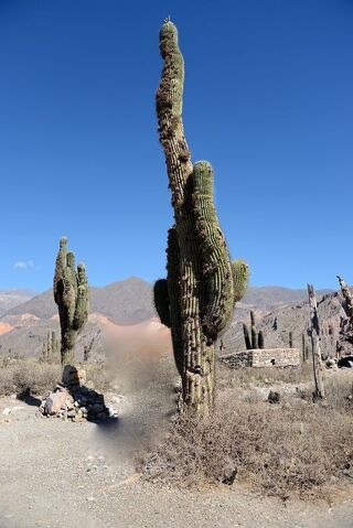 File:Cactus.jpg