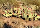 Prickly Pear Cactus Fruit 480x260