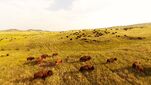 Prairie