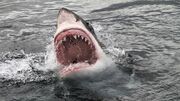 Sharks2