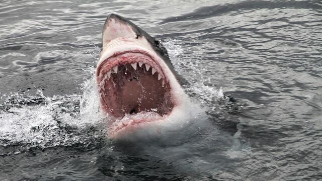 File:Sharks2.jpg