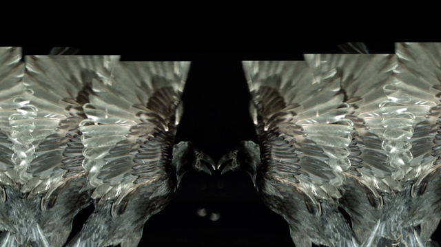 File:SHOWstudio-Raven-02.png