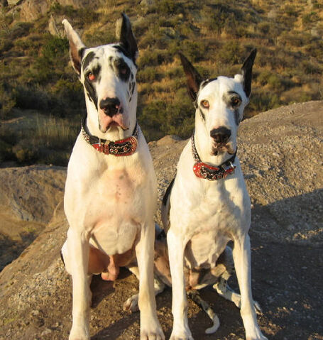 File:Rumpus and Lava.jpg
