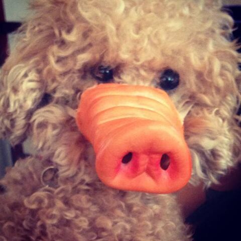 File:Fozzi (SwineFest).jpg