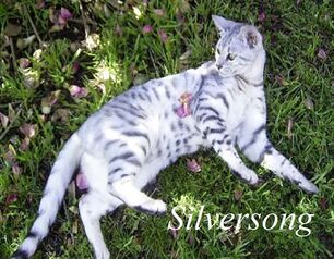 Silversong