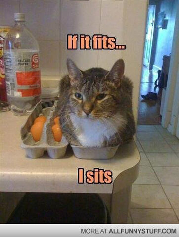 File:Funny-cat-picture.jpg