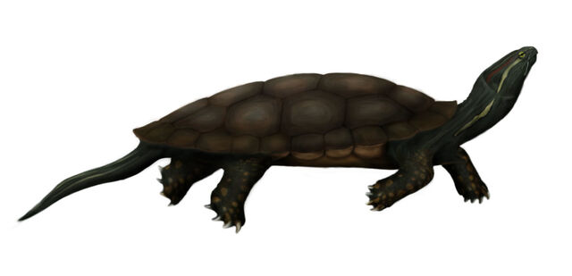 File:Glyptops.jpg