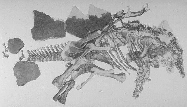 File:Stenops.jpg