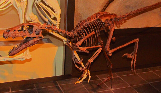 File:Dromaeosaurus, Ottawa.jpg