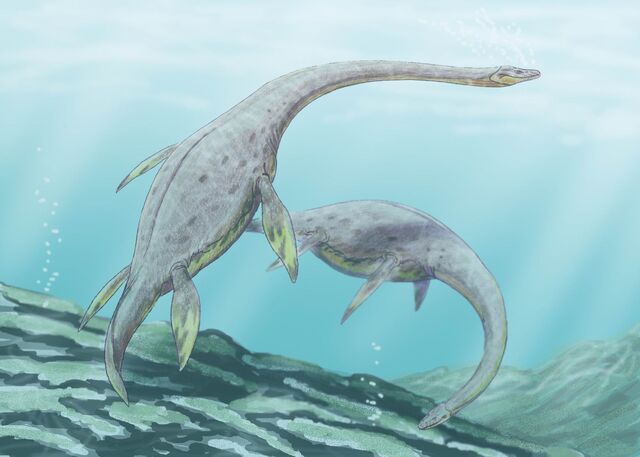File:Muraenosaurus.jpg