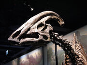 P.cyrtocristatus1