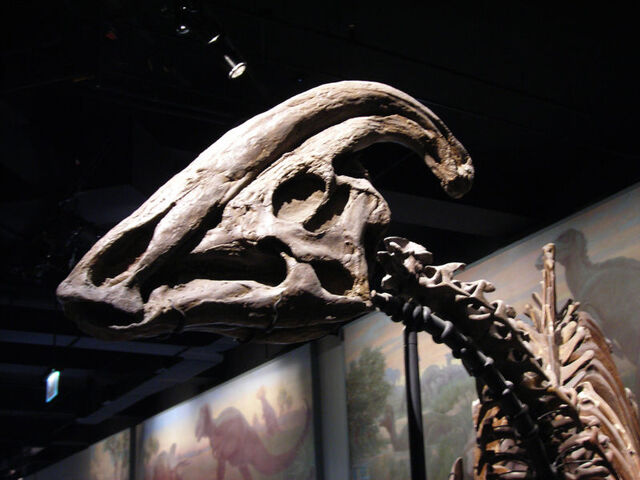File:P.cyrtocristatus1.jpg