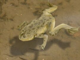 Palaeobatrachus NT