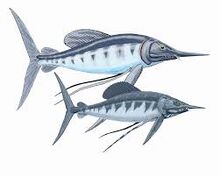Protosphyraena