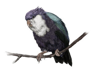 Conquered Lorikeet