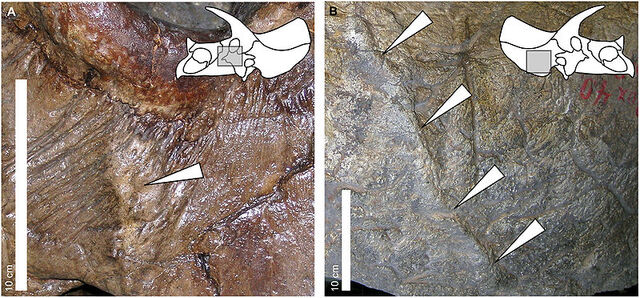 File:Triceratops lesions.jpg