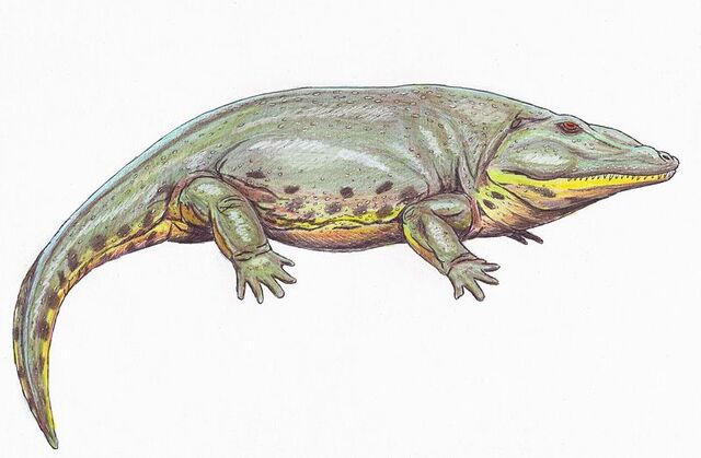 File:800px-Eryops1DB.jpg