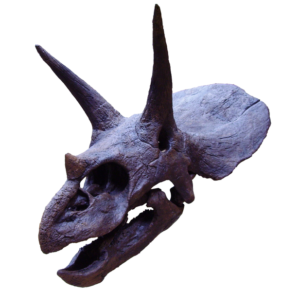 Triceratops | Land Before Time Wiki | FANDOM powered by Wikia