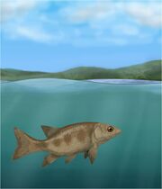 Semionotus