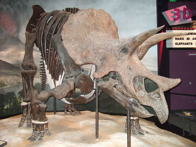 File:Triceratops prorsus.jpg
