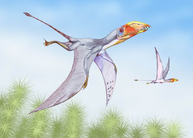 File:Dimorphodon.jpg