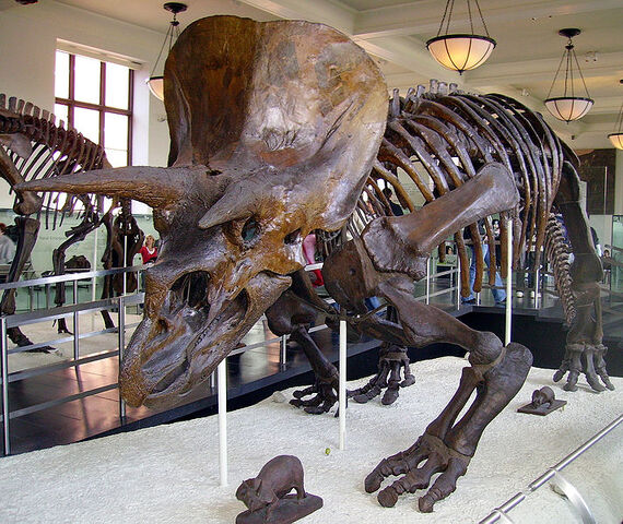 File:Triceratops horridus.jpg