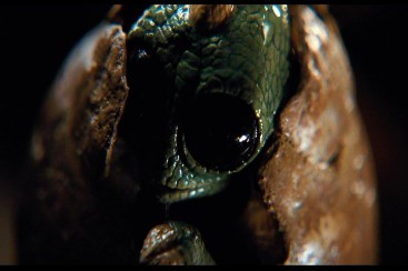File:Sleestak-baby.jpg