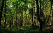 Pescado forest 2