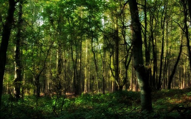 File:Pescado forest 2.jpg